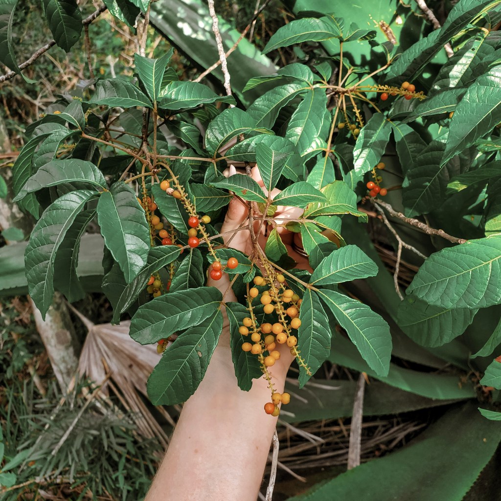 Why should you do a terrestrial ecology survey?